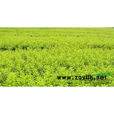 紫葉李  江蘇紫葉李