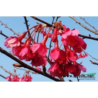 福建龍巖福建山櫻花供應