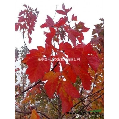 歐洲紅葉復(fù)葉槭