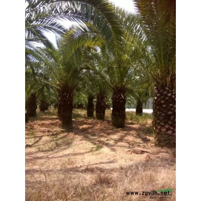 供應(yīng)造型三角梅