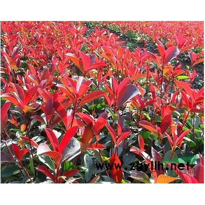 駐福建基地大量供應紅豆杉