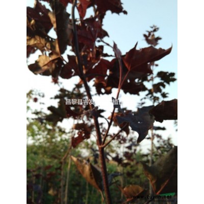 50公分高左右黑松