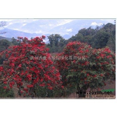 供應杜鵑，馬纓，迷人等 多種規格