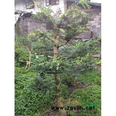 各種規(guī)格的桂花樹苗