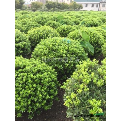 浙江地區供應海桐球