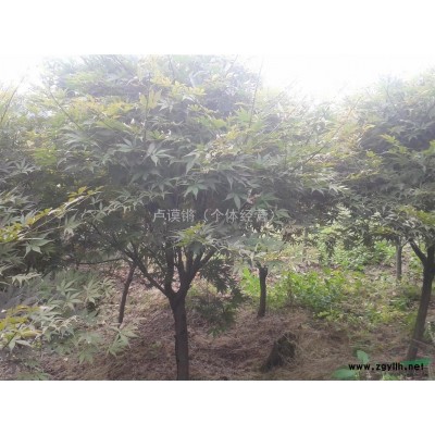 櫻花,浙江櫻花種苗基地,櫻花規(guī)格*