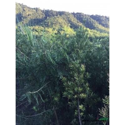 高1.2米~1.5米，胸徑10公分以上雀舌羅漢松便宜甩賣