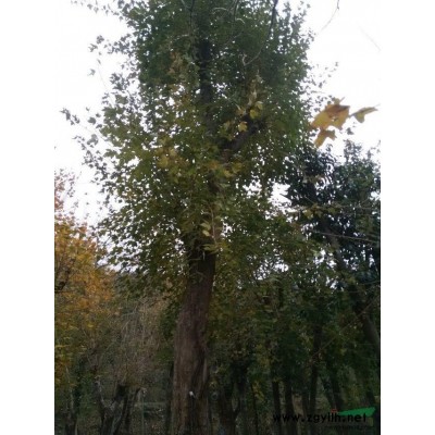 湖北銀杏/湖北銀杏樹/湖北供應各種規格銀杏樹