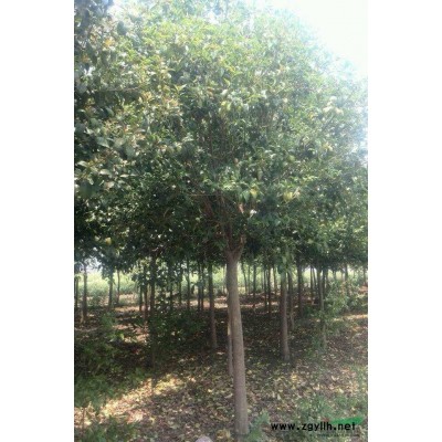 銀杏23圖片\銀杏23報價