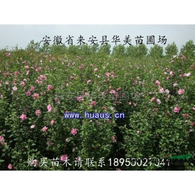 紫葉李5報價/安徽紫葉李5報價