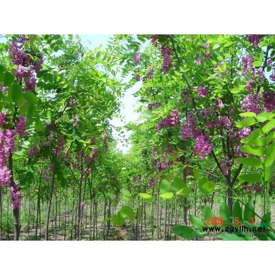 大量提供北海道、香花槐等樹木，歡迎選購。