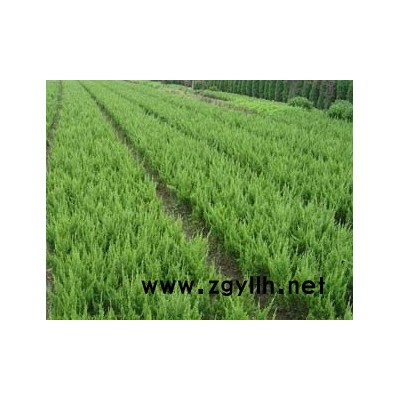 金邊黃楊,金葉女貞，大葉黃楊，金絲桃