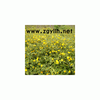 迎春 榆葉梅 天目瓊花 紅玫瑰 紅王子錦帶