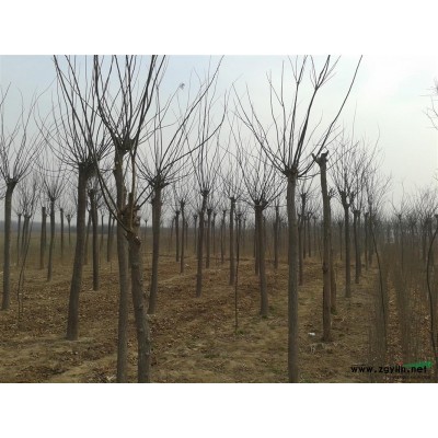 特價速生柳，垂柳，金葉榆，金葉槐，金枝槐，火炬樹。