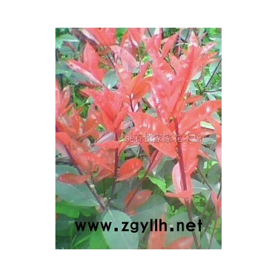 紅葉石楠、八角金盤、金森女貞、杜鵑、紅花繼木、桂花