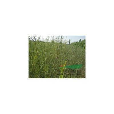 供應新疆楊垂柳苗