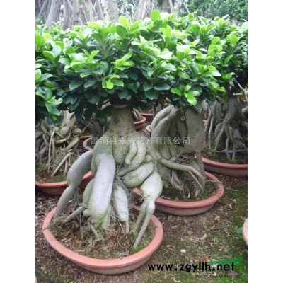 9云層層次以上造型榕樹樁頭（小葉榕樁頭）2016年批發價格
