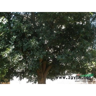 （私人）供應各種規格樸樹、銀杏、楊樹苗，價格低廉，品質保證