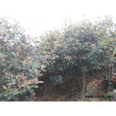 優價處理紅葉石楠，桂花，松柏