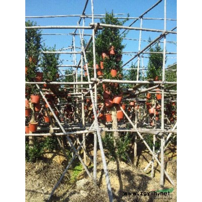 南平建甌供應(yīng)毛竹10000棵,另桂花羅漢松紅豆杉等各種樹苗