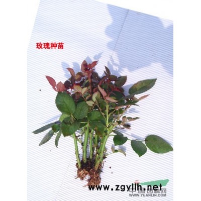 月季苗多品種大量供應(yīng)