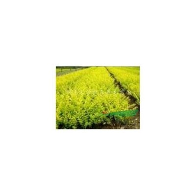 陜西紅葉小檗營(yíng)養(yǎng)缽、大田專業(yè)種植供應(yīng)，西北苗木銷售