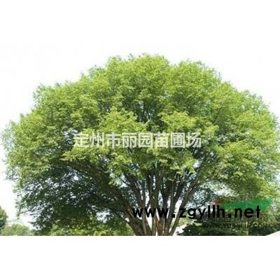 【定州麗園苗圃大量供應金葉榆】河北金葉榆廠家