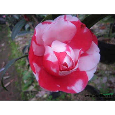 金花茶--名貴茶花--稀有品種