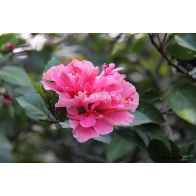 扶桑1米分枝，5-6分袋苗