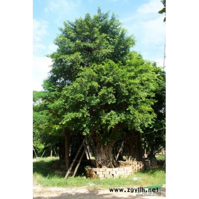 便宜處理一批30到80公分的小葉榕，量大價優！