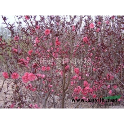 供應(yīng)φ3-12cm櫻花、桂花、紅楓、木槿、雞爪槭