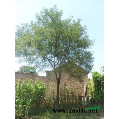 10-30公分的古棗樹大量熱銷中。。。。。。