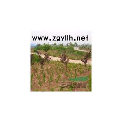 河北廠家直銷優質五角楓