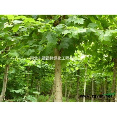 專供12CM以上法桐.白臘.垂柳.木槿及各種花卉