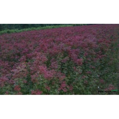 浙江嵊州當年生三季紅楓小苗