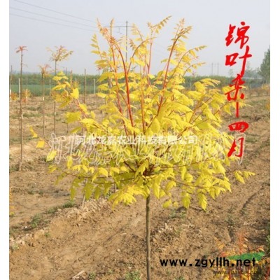 常年供應錦葉欒