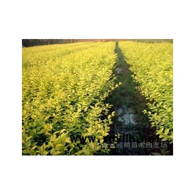 1000萬株紫穗槐、龍柏、金葉女貞、紅葉小波