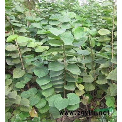 紫荊樹 紫荊小苗 紫荊苗