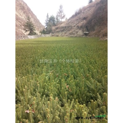 甘肅出售云杉小苗