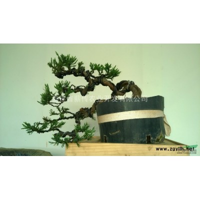 榕樹供應/榕樹圖片