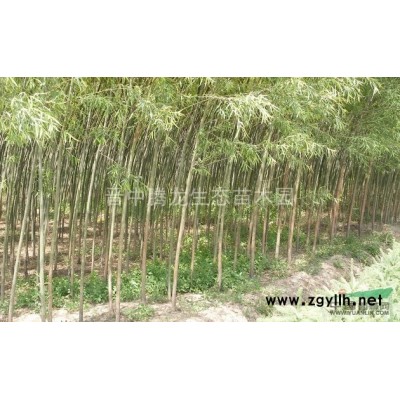 大量出售樟河柳，垂柳，黃柳，速生楊，有需求者聯系