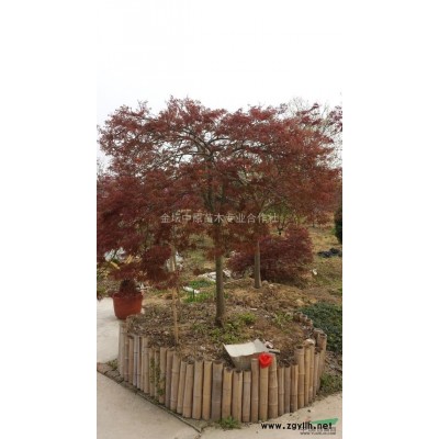 羽毛楓圖片\羽毛楓報價