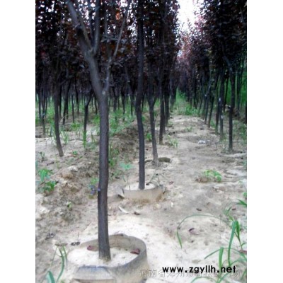 紅葉李容器苗木（可隨時全冠移栽）