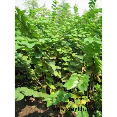 金葉女貞、紅花繼木、小葉女貞