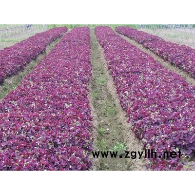 繡線菊、黃馨、山麻桿、木芙蓉