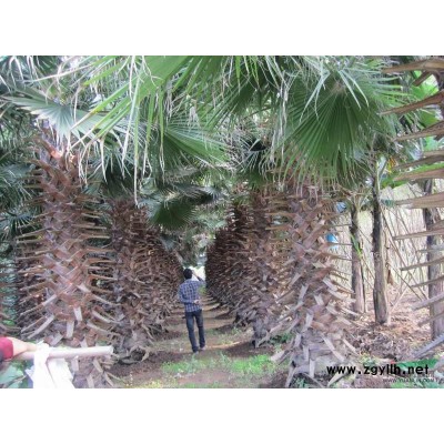 加拿利海棗27圖片\加拿利海棗27報價