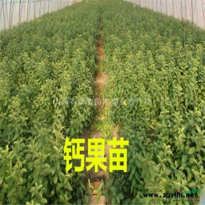供應鈣果苗 山西鈣果苗 鈣果苗批發