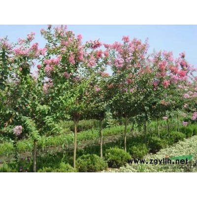 香樟、桂花、黃楊、紅花繼木、金葉女等喬灌木，苗木和花果苗種子