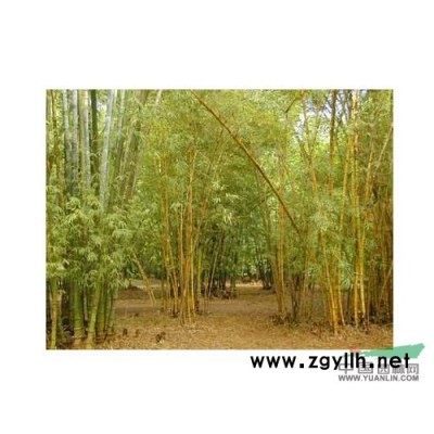 有大量8公分以上的桂花，還有各類綠化苗木