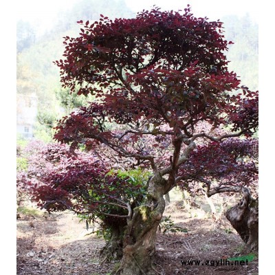 50年樹(shù)齡精品 茶花樹(shù)